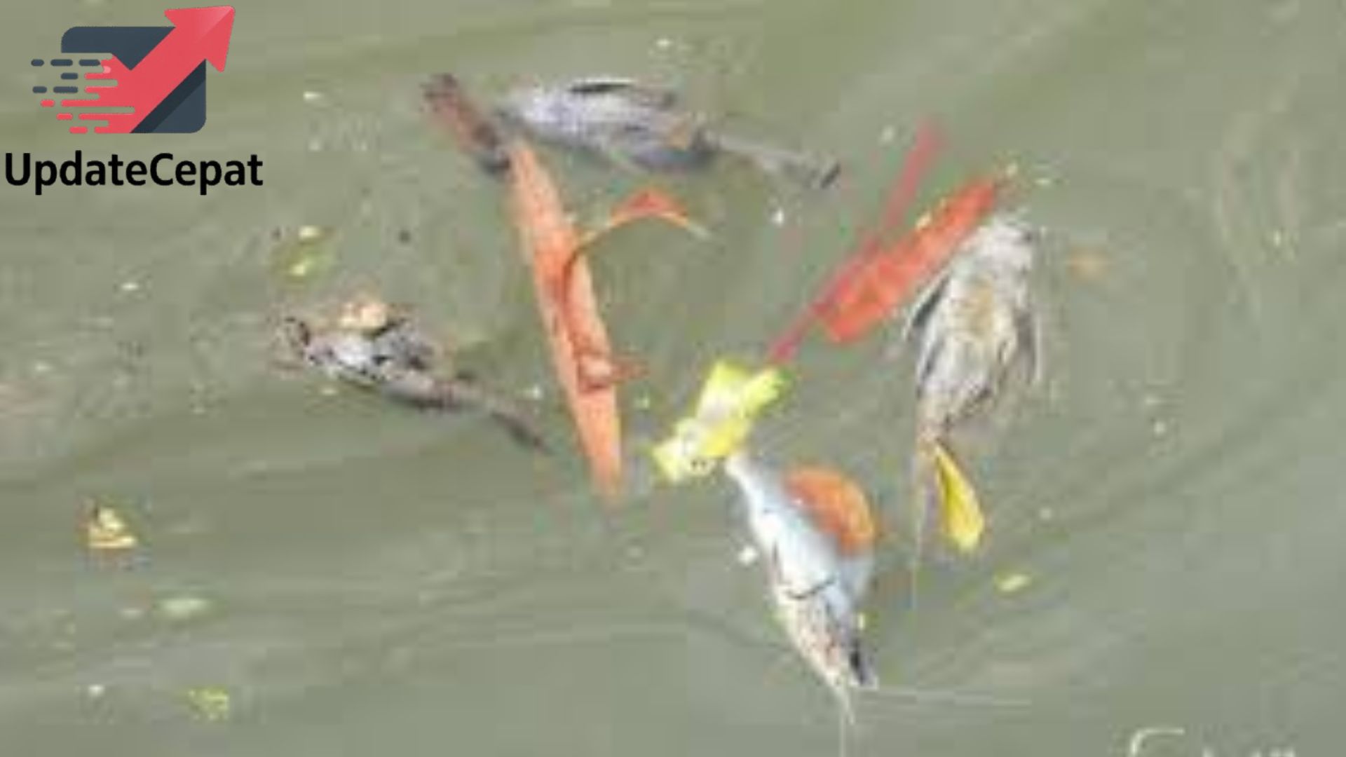 Sungai Cisadane Tercemar Parah, Air Putih dan Ikan Mati